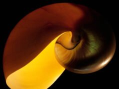 Naturaleza fractal: el patrón que existe dentro de todo