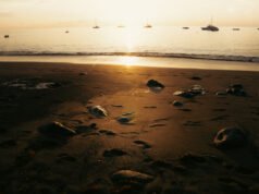 Los humanos han exterminado a las tortugas gigantes de Galápagos en Floreana. Ahora los traen de vuelta.