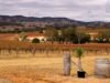Bodega Barossa implementa estrategia de palo o giro