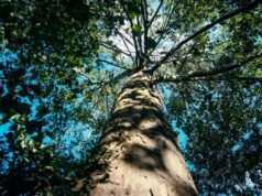 El Tapón del Darién y el Corredor Biológico Mesoamericano: Puntos Críticos de Biodiversidad y Adaptación Local a raíz de la Migración Humana Masiva