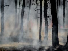 Los bosques destruidos liberan enormes cantidades de dióxido de carbono a la atmósfera