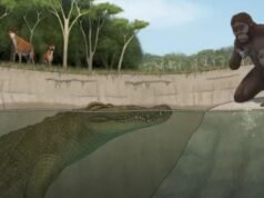 Descubierto el gigante MEGA-CROC sediento de sangre que cazó a los primeros ancestros humanos hace 3 millones de años