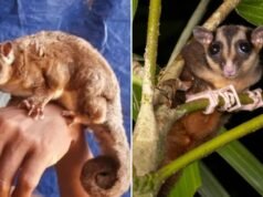 Dos lindas criaturas que se creían extintas hace más de 6.000 AÑOS fueron redescubiertas y dejaron atónitos a los científicos