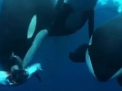 Momento desgarrador en el que las orcas se turnan para DESCANSAR a un tiburón mortal en una brutal batalla entre depredadores alfa