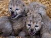 Adorables y raros cachorros de guepardo nacen en un zoológico del Reino Unido mientras los expertos advierten que “el número está disminuyendo rápidamente en la naturaleza”
