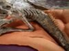 Grotesca ‘mitad pez, mitad humana sirena momificada’ con dientes afilados y escamas descubierta en una casa antigua