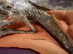 Grotesca ‘mitad pez, mitad humana sirena momificada’ con dientes afilados y escamas descubierta en una casa antigua