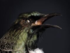 Las aves espectrales endémicas de Nueva Zelanda encuentran nueva vida en las fenomenales fotografías de Fiona Pardington