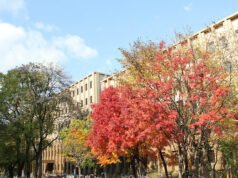 Los Ángeles – Sapporo, Japón. $679. Ida y vuelta, impuestos incluidos – oferta de vuelo