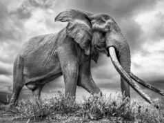 Las impresionantes fotografías de Johan Siegeson de los ‘grandes colmillos’ de Kenia: enormes