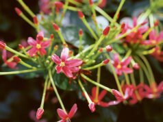 El último proyecto del ganador del Oscar Steve McQueen documenta las flores que sobrevivieron al Imperio