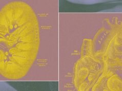 Una startup respaldada por multimillonarios quiere cultivar ‘bolsas de órganos’ para reemplazar las pruebas con animales