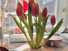 Cuatro cosas divertidas | taza de joe