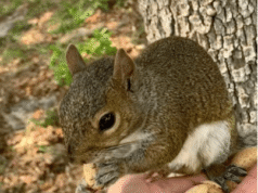 Ardilla viral de TikTok “Pip” incautada por funcionarios de vida silvestre de Florida en Palm Beach