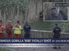 Última hora: gorila “Bibi” baleado después de que un niño cayera en el zoológico de Berlín