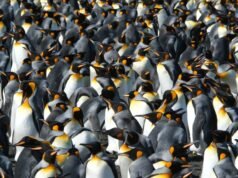 Los pingüinos rey se están beneficiando del calentamiento global. Pero eso podría cambiar