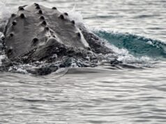 Los científicos han logrado un gran avance en el estudio de los sonidos de las ballenas. He aquí un vistazo a los números.
