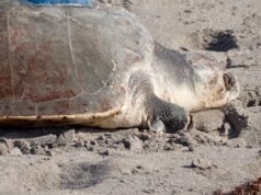 Una tortuga lora de tres extremidades ahora está siendo rastreada en el mar por satélite