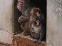 Punch, el mono huérfano, está superando su tamaño de peluche y está haciendo amigos.