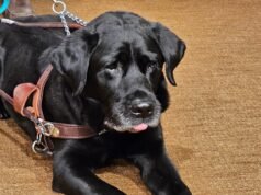 Un perro de servicio llamado Alfred inició un acuerdo con Lyft en Minnesota con alcance nacional