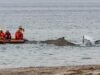 Los equipos de rescate intentan rescatar a una ballena jorobada varada en el Mar Báltico, Alemania