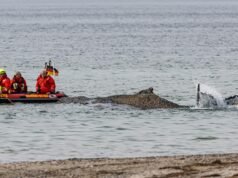 Los equipos de rescate intentan rescatar a una ballena jorobada varada en el Mar Báltico, Alemania