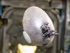 ‘Huevo alienígena’ con tentáculos en la ISS asusta a los fanáticos del espacio que dicen ‘mátenlo con fuego’
