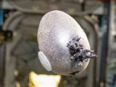 ‘Huevo alienígena’ con tentáculos en la ISS asusta a los fanáticos del espacio que dicen ‘mátenlo con fuego’