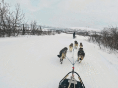 ¿Cómo es conocer a tu equipo de perros en Alaska?