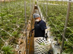 El Departamento de Justicia está preparado para facilitar la clasificación de la marihuana