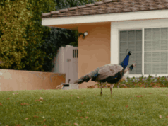 “Nuestros vecinos, los pavos reales” pinta un cuadro de una cercanía extraordinaria entre las dos poblaciones: enorme