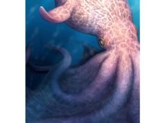 Un enorme pulpo parecido a un Kraken pudo haber vagado por los mares durante la era de los dinosaurios